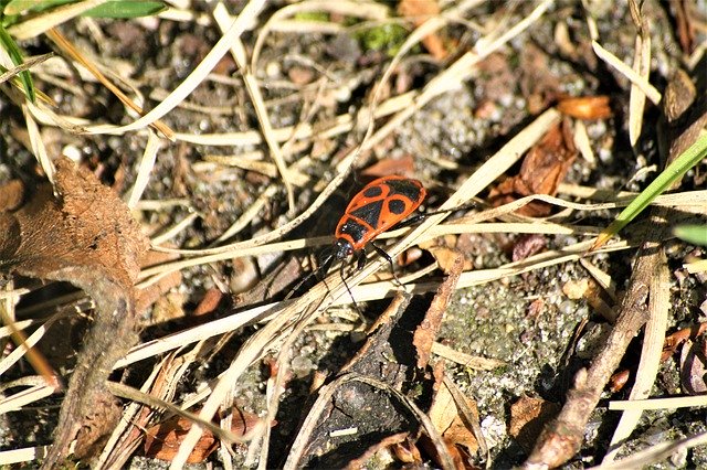 Free download Insect Fire Bug Close Up Walk In -  free photo or picture to be edited with GIMP online image editor