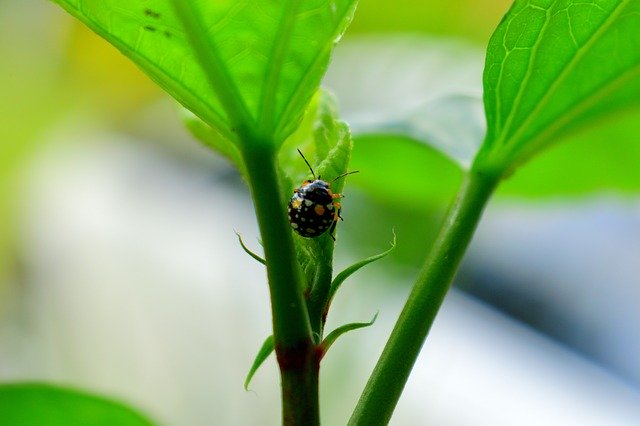 Безкоштовно завантажте Insect Flora Garden — безкоштовну фотографію чи зображення для редагування за допомогою онлайн-редактора зображень GIMP