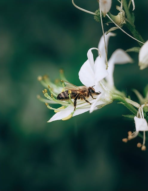 Free download insect floral wallpaper wings free picture to be edited with GIMP free online image editor