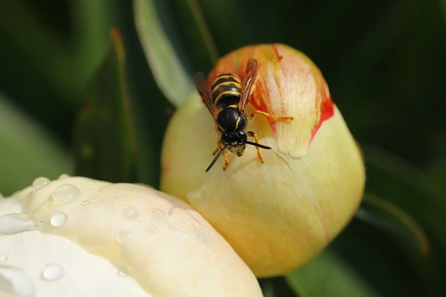Free download insect flower bee nature macro free picture to be edited with GIMP free online image editor