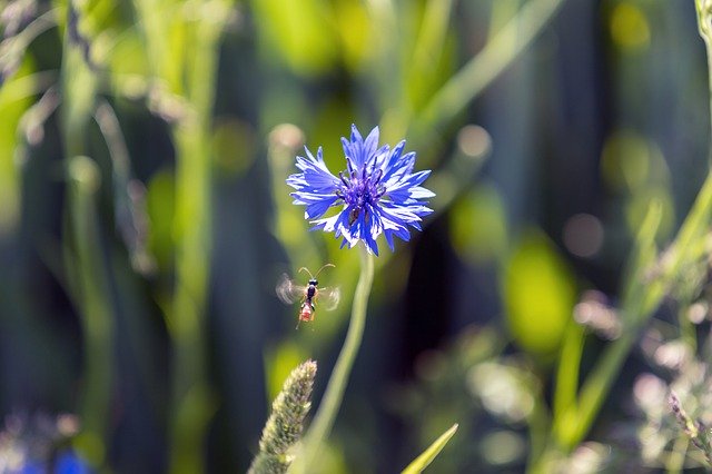 Скачать бесплатно Insect Flower Flight - бесплатное фото или изображение для редактирования с помощью онлайн-редактора изображений GIMP