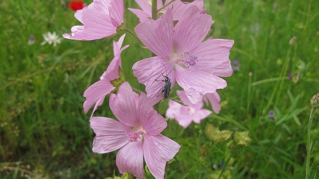 무료 다운로드 곤충 꽃 핑크 - 무료 사진 또는 김프 온라인 이미지 편집기로 편집할 사진