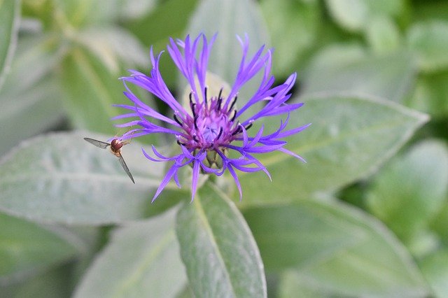 Download gratuito Polline di fiori di insetti - foto o immagine gratuita gratuita da modificare con l'editor di immagini online di GIMP