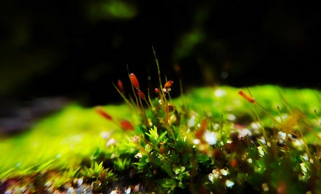 Bezpłatne pobieranie Insect Flower Summer - bezpłatne zdjęcie lub obraz do edycji za pomocą internetowego edytora obrazów GIMP