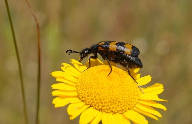 Free download insect flower the nature free picture to be edited with GIMP free online image editor