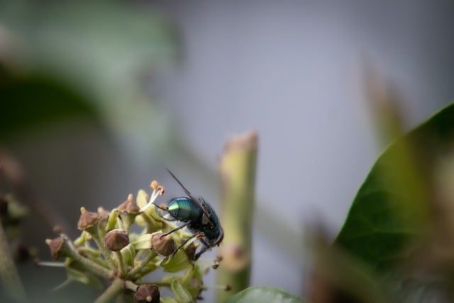 Descărcare gratuită a insectelor cu muscă albastră, verde, a unei imagini gratuite pentru a fi editată cu editorul de imagini online gratuit GIMP