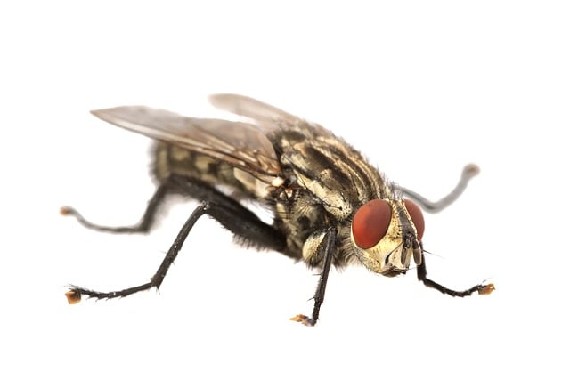 Free download insect fly entomology close up free picture to be edited with GIMP free online image editor