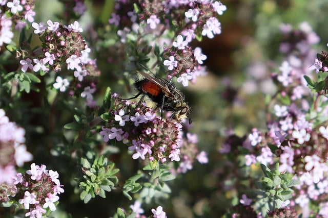Free download insect fly entomology pollination free picture to be edited with GIMP free online image editor