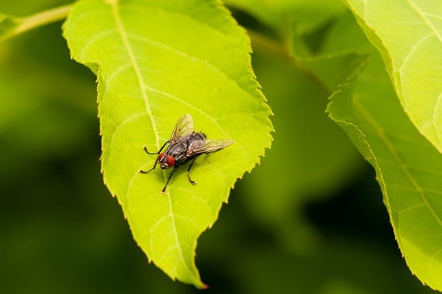 Free download insect fly entomology species free picture to be edited with GIMP free online image editor
