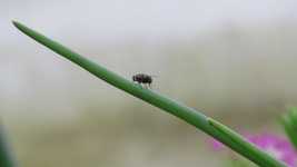 Free download Insect Fly Garden -  free video to be edited with OpenShot online video editor