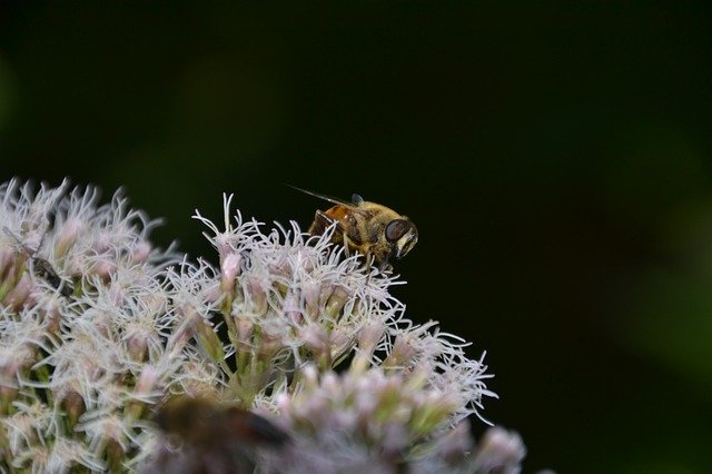 Unduh gratis Insect Fly Nature - foto atau gambar gratis untuk diedit dengan editor gambar online GIMP