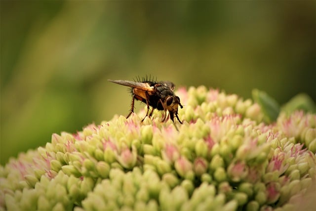 Free download insect fly nature macro close up free picture to be edited with GIMP free online image editor