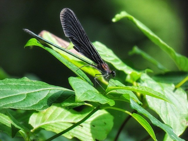 Free download Insect Forest Green -  free photo or picture to be edited with GIMP online image editor