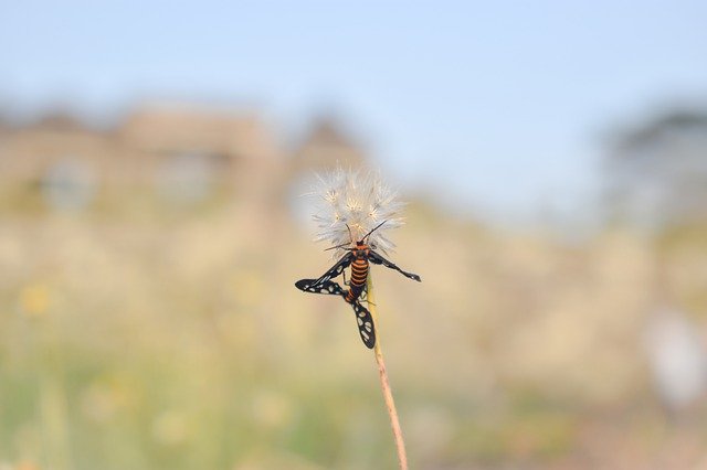 Baixe grátis Insect Garden Bee - foto ou imagem grátis para ser editada com o editor de imagens online GIMP