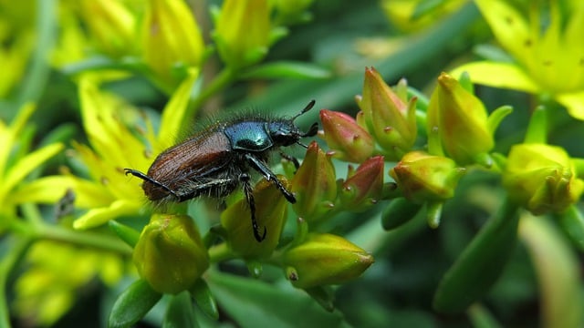 Free download insect garden leaf beetle aphid free picture to be edited with GIMP free online image editor