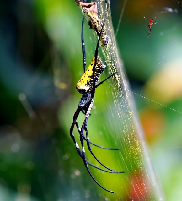 Free download insect giant spider animal wildlife free picture to be edited with GIMP free online image editor