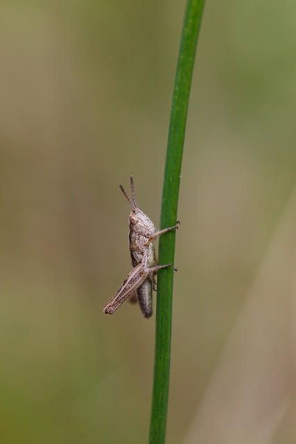Free download insect grasshopper close up garden free picture to be edited with GIMP free online image editor