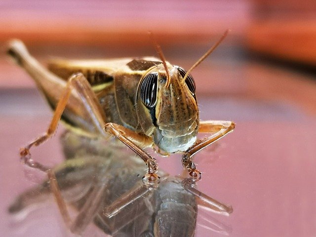 Free picture Insect Grasshopper Nature -  to be edited by GIMP free image editor by OffiDocs