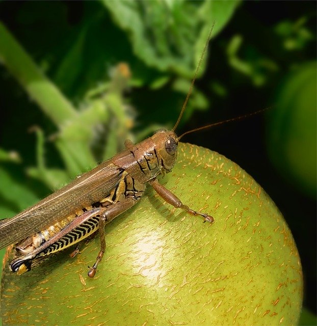 Descărcare gratuită Insect Grasshopper Tomato - fotografie sau imagini gratuite pentru a fi editate cu editorul de imagini online GIMP