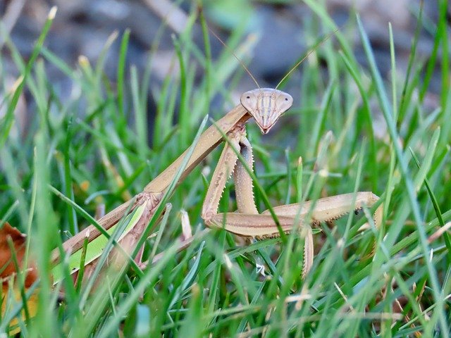 Free picture Insect Grass Praying Mantis -  to be edited by GIMP free image editor by OffiDocs