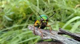 Free download Insect Green Yellow -  free video to be edited with OpenShot online video editor