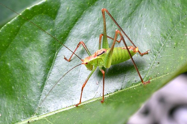 Free download Insect Grillo Nature -  free photo or picture to be edited with GIMP online image editor