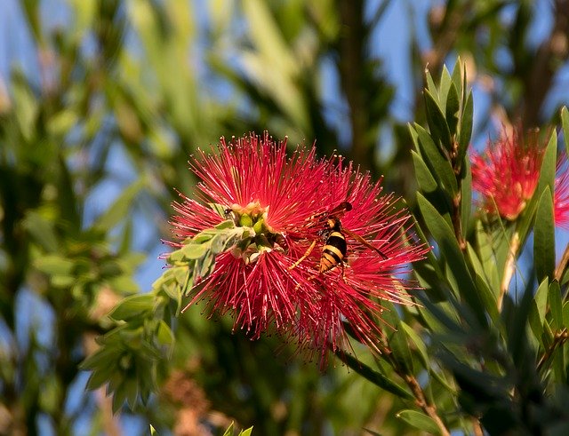 Free download Insect Hornet Abispa Ephippian -  free photo or picture to be edited with GIMP online image editor