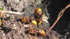 Free download Insect Hornets Close Up -  free video to be edited with OpenShot online video editor