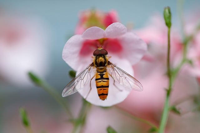 Free download insect hover fly close up blossom free picture to be edited with GIMP free online image editor