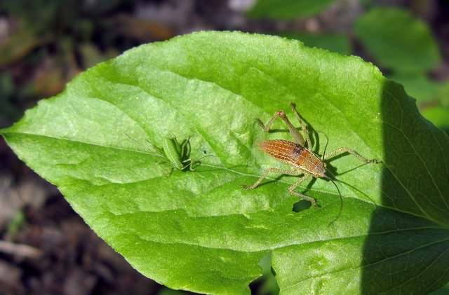 Free download Insect Insects Surez -  free photo or picture to be edited with GIMP online image editor