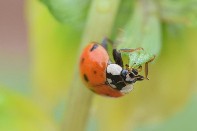 Безкоштовно завантажте Insect Ladybug Nature - безкоштовну фотографію або зображення для редагування за допомогою онлайн-редактора зображень GIMP