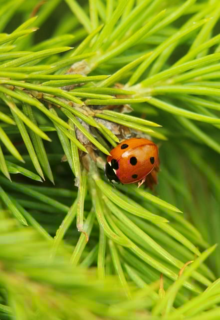 Free download insect ladybug sprig free picture to be edited with GIMP free online image editor