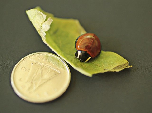 دانلود رایگان Insect Ladybug Unspotted - عکس یا عکس رایگان رایگان برای ویرایش با ویرایشگر تصویر آنلاین GIMP