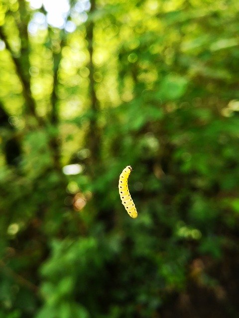 Unduh gratis Insect Larva Nature - foto atau gambar gratis untuk diedit dengan editor gambar online GIMP