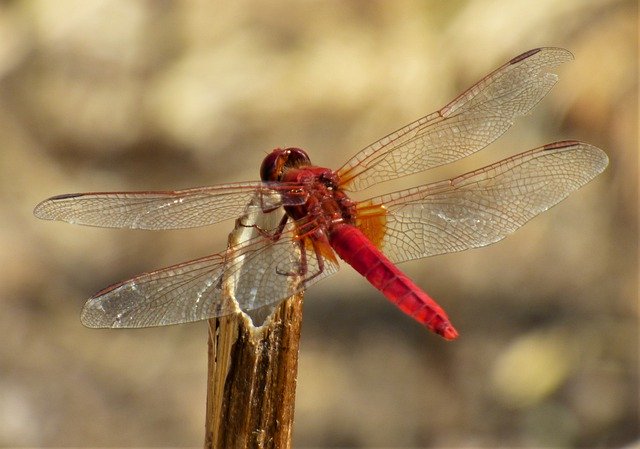 Libreng pag-download ng Insect Libellulidé Sympetrum Blood - libreng larawan o larawan na ie-edit gamit ang GIMP online image editor