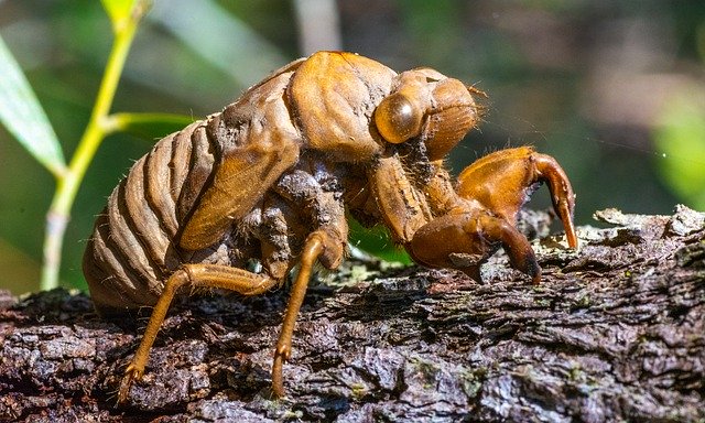 Скачать бесплатно Insect Macro Cicada Shell - бесплатное фото или изображение для редактирования с помощью онлайн-редактора изображений GIMP