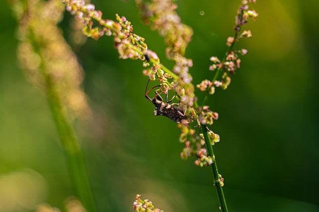 Free download insect macro macro photography bug free picture to be edited with GIMP free online image editor