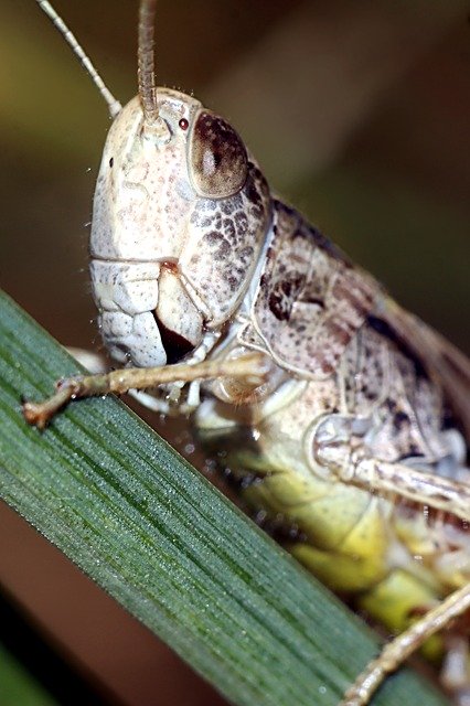 Téléchargement gratuit d'insectes macro nature - photo ou image gratuite à éditer avec l'éditeur d'images en ligne GIMP
