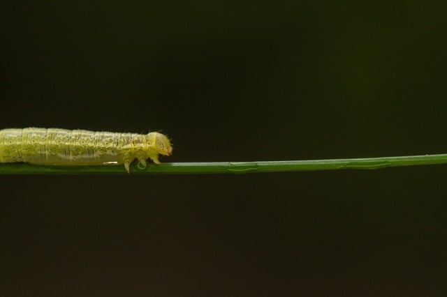 يمكنك تنزيل صورة مجانية لعلم الحشرات وطبيعة الحشرات بشكل مجاني ليتم تحريرها باستخدام محرر الصور المجاني عبر الإنترنت من GIMP