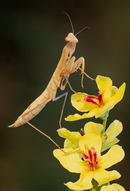 Free download insect mantis animal entomology free picture to be edited with GIMP free online image editor
