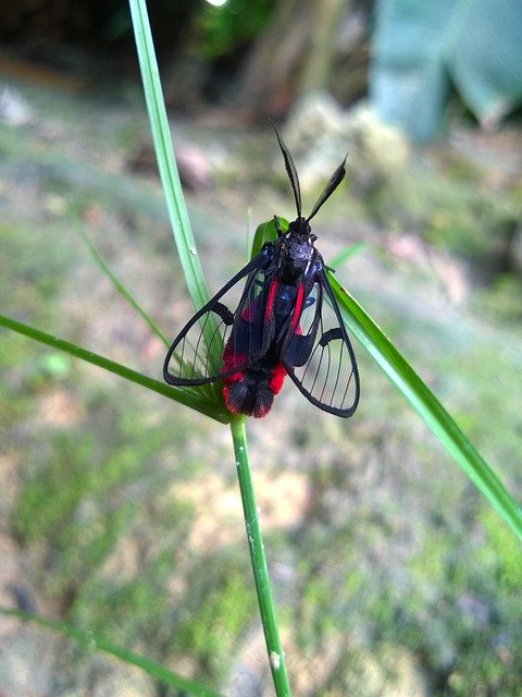 Free download Insect Mariposa Nature -  free photo or picture to be edited with GIMP online image editor