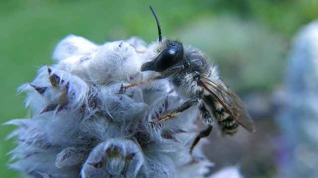 Free download insect mortar bee wool betony free picture to be edited with GIMP free online image editor