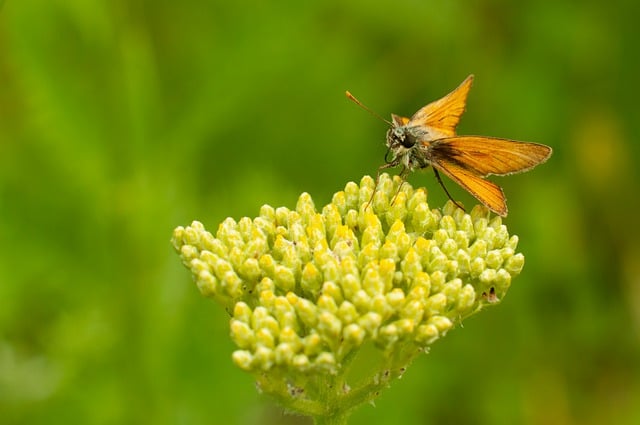 Free download insect moth blossom nature free picture to be edited with GIMP free online image editor