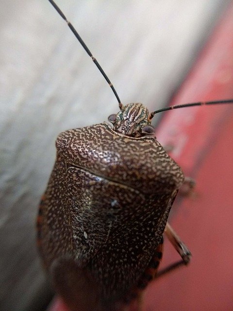 Gratis download Insect Nature Antenna - gratis foto of afbeelding om te bewerken met GIMP online afbeeldingseditor