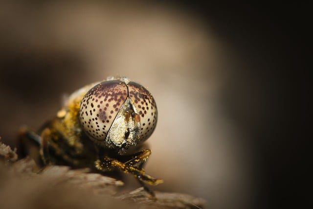 Free download insect nature beauty close up free picture to be edited with GIMP free online image editor