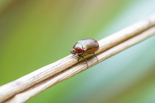 Free download insect nature beetle butterfly free picture to be edited with GIMP free online image editor