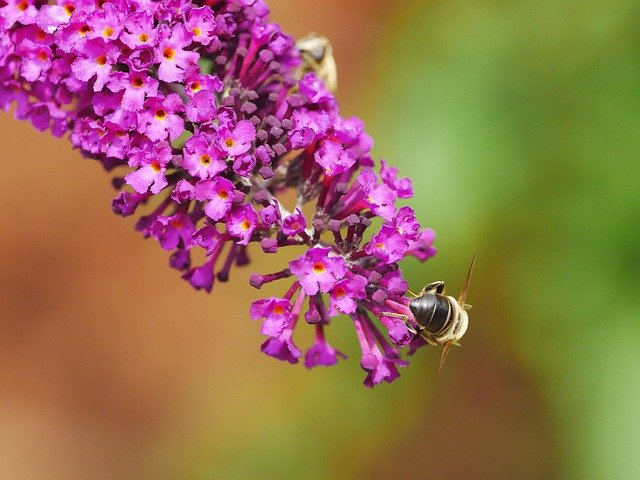 Libreng download Insect Nature Crawl - libreng larawan o larawan na ie-edit gamit ang GIMP online na editor ng imahe