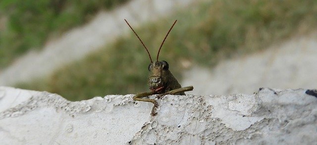 Free download Insect Nature Cricket -  free photo or picture to be edited with GIMP online image editor