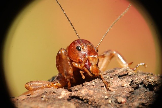 دانلود رایگان Insect Nature Cricket Grillo Is - عکس یا تصویر رایگان قابل ویرایش با ویرایشگر تصویر آنلاین GIMP
