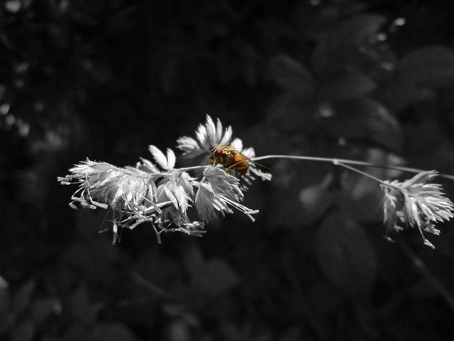 Free graphic Insect Nature Flower -  to be edited by GIMP free image editor by OffiDocs